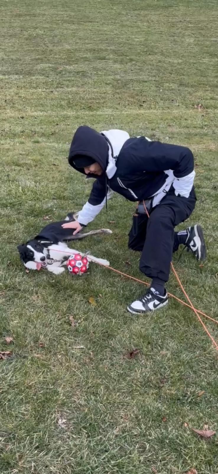 Life with dogs